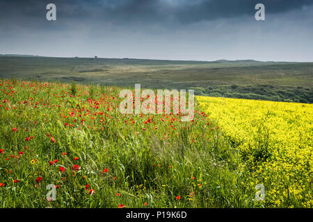 Bunte Wildblumen wachsen in einem Feld bei Ackerflächen Projekt auf West Pentire in Newquay in Cornwall. Stockfoto