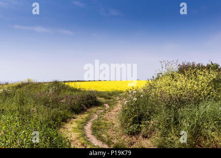 Ein Fußweg führt in ein Feld von wilden Senf Sinapis arvensis auf Ackerflächen Projekt auf West Pentire in Newquay in Cornwall. Stockfoto