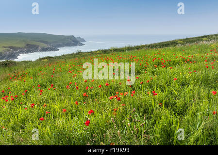 Bunte Wildblumen wachsen in einem Feld an der Ackerflächen Projekt in der Nähe von Polly Witz auf West Pentire in Newquay in Cornwall. Stockfoto