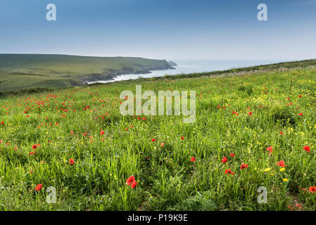 Bunte Wildblumen wachsen in einem Feld an der Ackerflächen Projekt in der Nähe von Polly Witz auf West Pentire in Newquay in Cornwall. Stockfoto