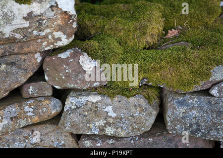 Roter Sandstein Mauer Detail im Brecon Beacons National Park, Wales, Großbritannien Stockfoto