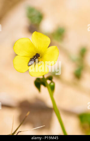 Makro Detail einer Fliege über ein Afrikanisches holz - Sauerklee (Oxalis pes-caprae) gelbe Blume in Ses Salines Naturpark (Formentera, Balearen, Spanien) Stockfoto