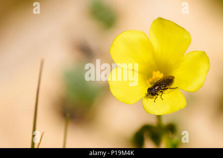 Makro Detail einer Fliege über ein Afrikanisches holz - Sauerklee (Oxalis pes-caprae) gelbe Blume in Ses Salines Naturpark (Formentera, Balearen, Spanien) Stockfoto