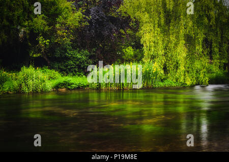 Eine lange Exposition von grünen Pflanzen und Bäume entlang der Flussufer in Ashford wachsenden-im-Wasser im Peak District National Park. Stockfoto