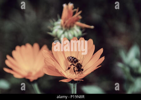 Biene auf orange Blume Nahaufnahme Makro beim Sammeln von Pollen auf Grün verschwommenen Hintergrund. Feder. Honey Bee bestäuben Orange Blume auf der Wiese. Stockfoto