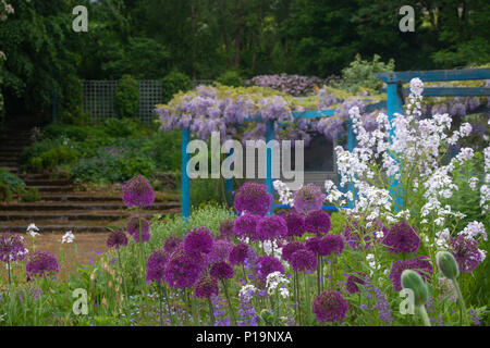 Eine farbige Darstellung der Alliums mit Glyzinien im Hintergrund, Fife, Schottland. Stockfoto