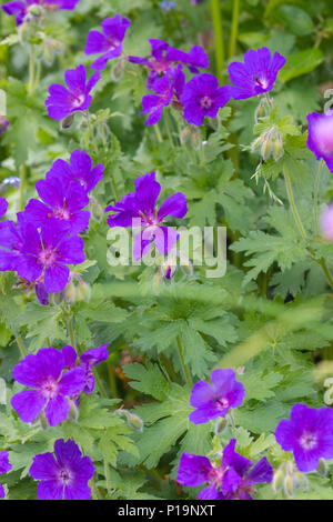 Geranium in voller Blüte in der fife Schottland Großbritannien Stockfoto