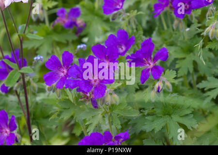 Geranium in voller Blüte in der fife Schottland Großbritannien Stockfoto