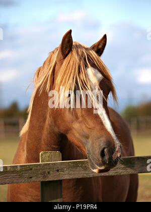 Ein Kopf eines Welsh Cob Hengst über einen Zaun. Stockfoto