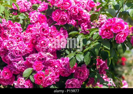 Lila klettern Rosengarten, Rosa 'Rudolfina' Stockfoto