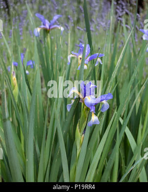 Sibirische iris Anlage (Perry's Blau) in Blume, ein Mitglied der Familie Iridaceae, spätes Frühjahr (Mai). Stockfoto