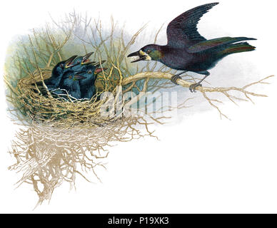 1898 Farbe Gravur von einem Turm und Küken (Corvus frugilegus). Stockfoto