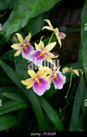 Miltonia Sonnenuntergang Orchidee Stockfoto