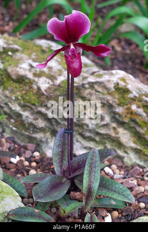 Paphiopedilum (Frauenschuh) Orchideen im Botanischen Garten Stockfoto