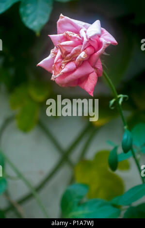 Rosenbusch mit Verwelkten sterben Pink Garden Rose Stockfoto