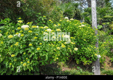 Batumi Botanischer Garten ist ein 108 Hektar großes Gebiet, 9 km nördlich der Stadt Batumi, der Hauptstadt der Autonomen Republik Adscharien, Georgia. Stockfoto