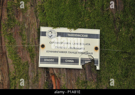 Chinesische fir (Cunninghamia Integrifolia) an der Batumi Botanische Garten ist ein 108 Hektar großes Gebiet, 9 km nördlich der Stadt Batumi, Hauptstadt der Auton Stockfoto