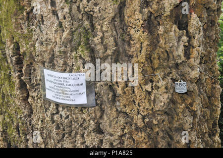 In der Nähe der Rinde der Korkeiche (Quercus suber) an der Batumi Botanische Garten ist ein 108 Hektar großes Gebiet, 9 km nördlich der Stadt Batumi, Capi Stockfoto