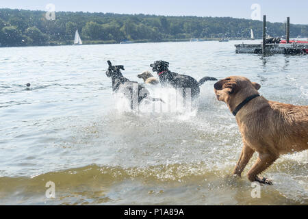 Berlin, Deutschland, Hunde spielen auf einem Hund Badestrand Stockfoto