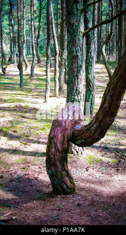 Tanzen Wald, Kurische Nehrung, Region Kaliningrad Russland Stockfoto