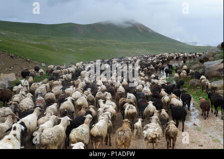 Schafherde bewegt sich Tosor Pass, Naryn region, Kirgisistan, Zentralasien Stockfoto