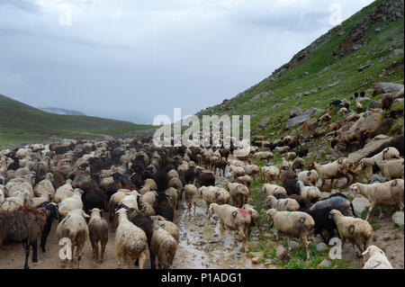 Schafherde bewegt sich Tosor Pass, Naryn region, Kirgisistan, Zentralasien Stockfoto