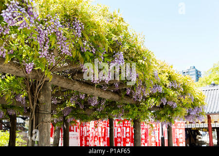 Japanische Wisteria Baum in voller Blüte an der Shitennoji Tempel in Osaka, Japan. Stockfoto