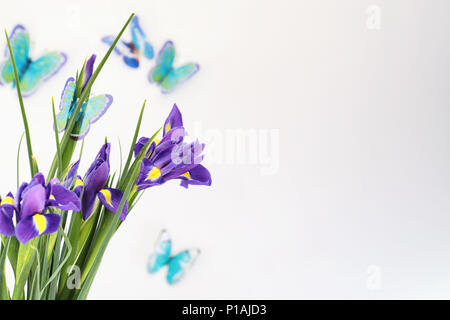 Purple Iris auf weißem Hintergrund mit Schmetterlingen Stockfoto