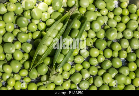 Frisch gepflückte Erbsen aus dem Garten mit zwei 'geknallt' pea Pods saß oben auf. Home produzieren. Stockfoto