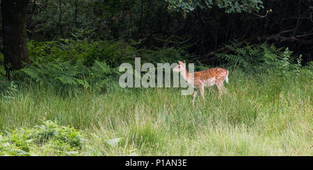 Panorama von Wäldern mit einem damwild unter dichter Vegetation im Frühjahr in Bolderwood Deer Sanctuary auf der New Forest, Dorset, Großbritannien. Stockfoto