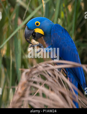 Ein Hyazinthara aus dem Pantanal Essen sein Lieblingsessen, die Muttern der Acuri Palm Stockfoto