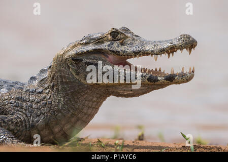 Ein Pantanal Kaiman Stockfoto