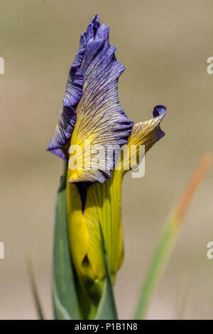 Iris Close Up Blau Gelb Iris spuria Blütenknospe 'Temperament' Close Up Iris Knospe Blumenporträt Stockfoto