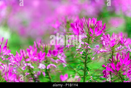 Schöne rosa Spider Blume (Cleome hassleriana) in Dalat Garten Stockfoto