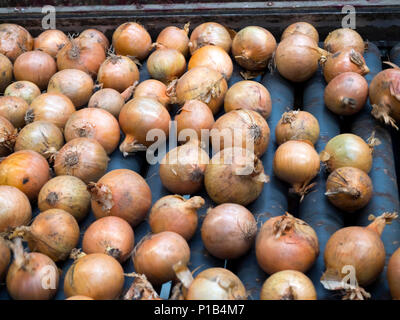 Verpackung und Sortierung von Zwiebeln in einem Gemüse Großhändler Stockfoto