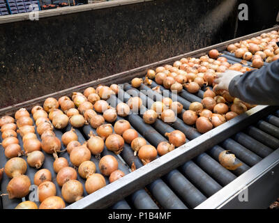 Verpackung und Sortierung von Zwiebeln in einem Gemüse Großhändler Stockfoto