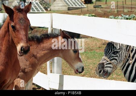 Original Film Titel: Racing Stripes. Englischer Titel: Racing Stripes. Film Regie: FREDERIK DU CHAU. Jahr: 2005. Quelle: WARNER BROS. Bilder/ALSBIRK, BLID/Album Stockfoto