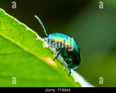 Chrysolina Coerulans Blau Mint Leaf käfer insekt kriecht auf grünem Blatt Makro Stockfoto