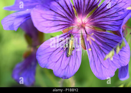 Bunte Insekten- und Flower Portrait Stockfoto