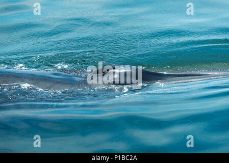 Die bryde Wal in Thailand Ozean Stockfoto