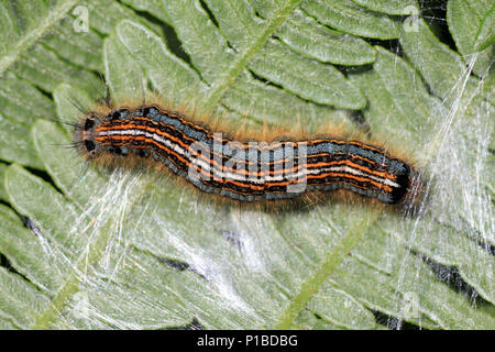 Der Lakai Motte Malacosoma eulengattung Stockfoto