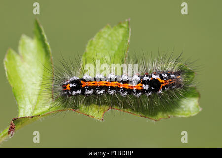 Gelb - Schwanz Euproctis imilis Caterpillar Stockfoto