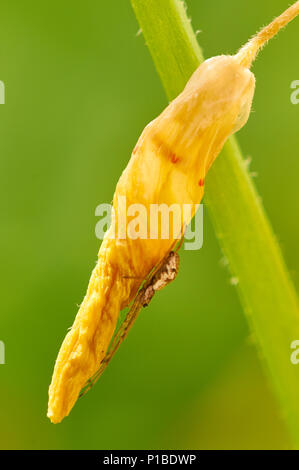 Spinnenspinnen mit langen Backen (Tetragnatha sp.) Getarnt über einer gelben Blume im Naturpark SES Salines (Formentera, Balearen, Spanien) Stockfoto