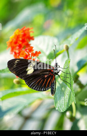 Doris Longwing - Laparus Doris, schöne bunte Schmetterling aus der Neuen Welt. Stockfoto