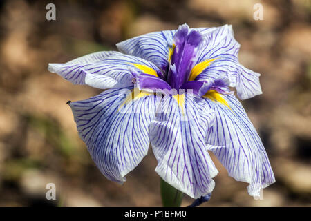 Japanische Iris ensata 'Pink Stripe' Pale Iris Blume Stockfoto