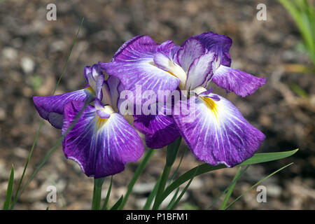 Japanisches Wasser Iris ensata Blume Iris 'Wonderful Delight' Pusple Irises Stockfoto