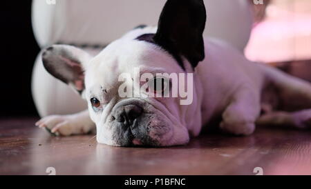 Langhaarige Deutsche Schäferhund Stockfoto