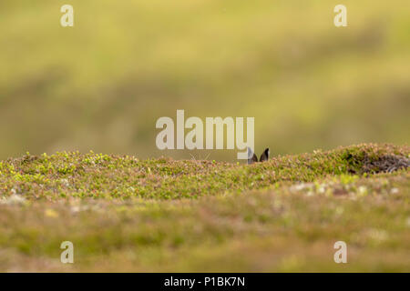 Berg hase Lepus timidus, Sitzen, Versteck auf niedrig liegenden Heather im Sommer, Juni auf einem Berg im Cairngorms National Park. Stockfoto