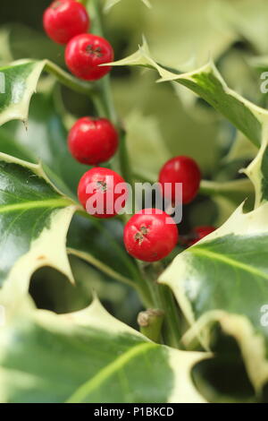 Ilex aquilfolium' Argentea Marginata'. Silber breitrandigem Holly anzeigen winter Beeren, Großbritannien. Hauptversammlung Stockfoto