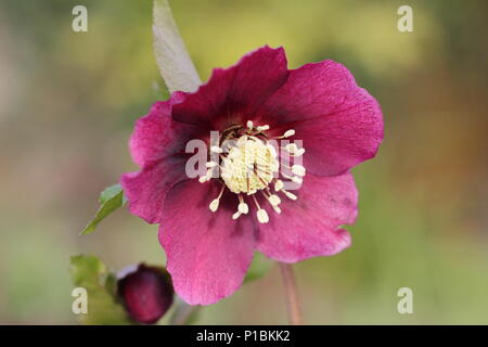 Helleborus × hybridus. Dunkel Rosa Hybride Fastenzeit stieg in Blume in einem Wintergarten im Februar, Großbritannien Stockfoto